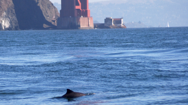 A harbor porpoise comes up for air near the Golden Gate Bridge. The porpoises are returning to the bay in growing numbers after a 60-year absence. A harbor porpoise comes up for air near the Golden Gate Bridge. The porpoises are returning to the bay in growing numbers after a 60-year absence.