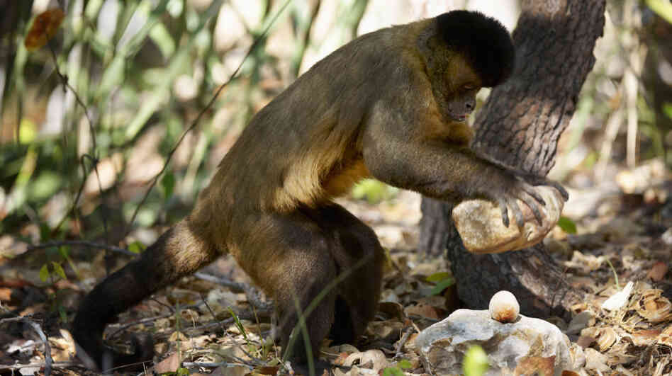 A tufted capuchin uses a stone hammer to crack open a nut in Brazil's Parnaiba Headwaters National Park. A tufted capuchin uses a stone hammer to crack open a nut in Brazil's Parnaiba Headwaters National Park.