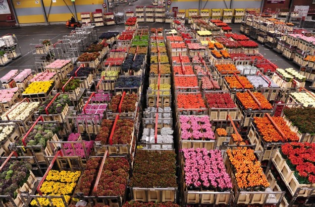 The flower auction house in Aalsmeer, the Netherlands, is one of the largest in the world - and a part of the country's strong export base. As Europe's debt crisis continues, the Dutch economy is feeling the effects of being heavily reliant on world trade. The flower auction house in Aalsmeer, the Netherlands, is one of the largest in the world - and a part of the country's strong export base. As Europe's debt crisis continues, the Dutch economy is feeling the effects of being heavily reliant on world trade.