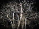 Leonardo DaVinci noted that when trees branch, smaller branches have a precise, mathematical relationship to the branch they sprang from. Leonardo DaVinci noted that when trees branch, smaller branches have a precise, mathematical relationship to the branch they sprang from.