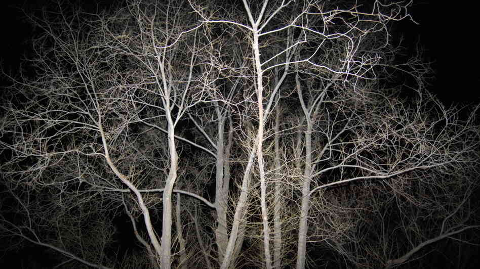 Leonardo DaVinci noted that when trees branch, smaller branches have a precise, mathematical relationship to the branch they sprang from. Leonardo DaVinci noted that when trees branch, smaller branches have a precise, mathematical relationship to the branch they sprang from.