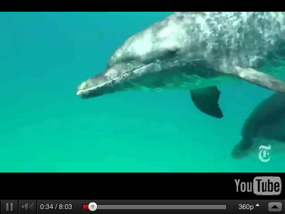 A screen grab from The Wild Dolphin Project