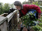 Jennie Grant greets her goat Eloise in Seattle. No stranger to urban farming, Grant already had chickens, bees, and a large vegetable garden before she added goats to her lineup. Jennie Grant greets her goat Eloise in Seattle. No stranger to urban farming, Grant already had chickens, bees, and a large vegetable garden before she added goats to her lineup.