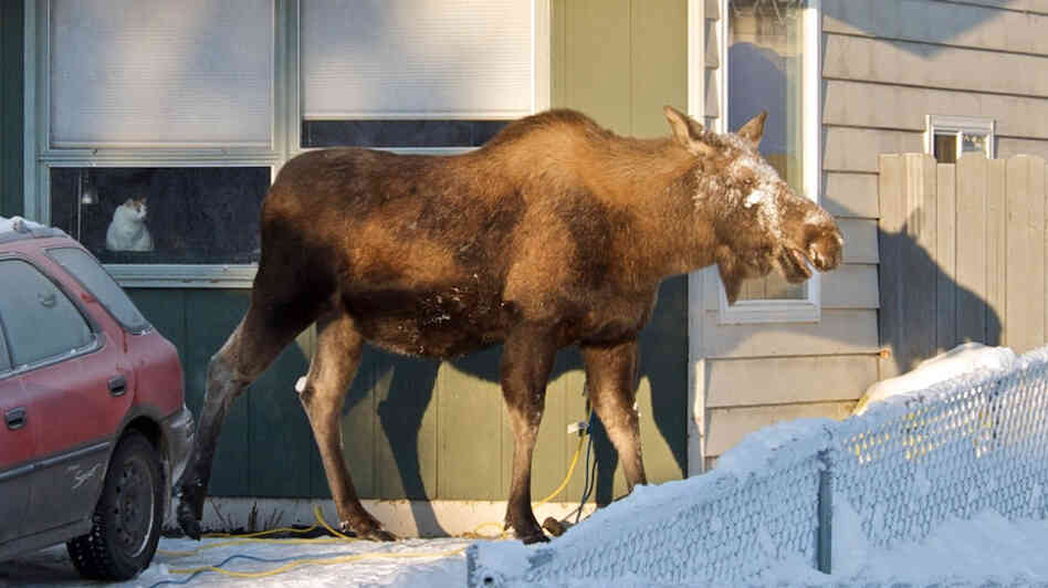 A moose catches some rare winter sun at reporter Annie Feidt's home in Anchorage. During the winter, about 1,500 moose roam the city. A moose catches some rare winter sun at reporter Annie Feidt's home in Anchorage. During the winter, about 1,500 moose roam the city.