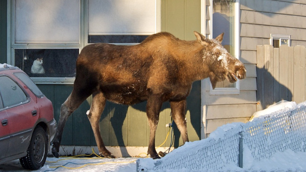 A moose catches some rare winter sun at reporter Annie Feidt's home in Anchorage. During the winter, about 1,500 moose roam the city. A moose catches some rare winter sun at reporter Annie Feidt's home in Anchorage. During the winter, about 1,500 moose roam the city.
