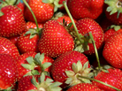 Oregon health authorities quickly traced an August outbreak of foodborne illness to a strawberry field in the state. But will they be so swift next time? Oregon health authorities quickly traced an August outbreak of foodborne illness to a strawberry field in the state. But will they be so swift next time?