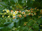 Frankincense comes from the Boswellia sacra tree, which grows mainly in the Horn of Africa. The number of trees that produce the fragrant resin could decline by 90 percent in the next 50 years. Frankincense comes from the Boswellia sacra tree, which grows mainly in the Horn of Africa. The number of trees that produce the fragrant resin could decline by 90 percent in the next 50 years.