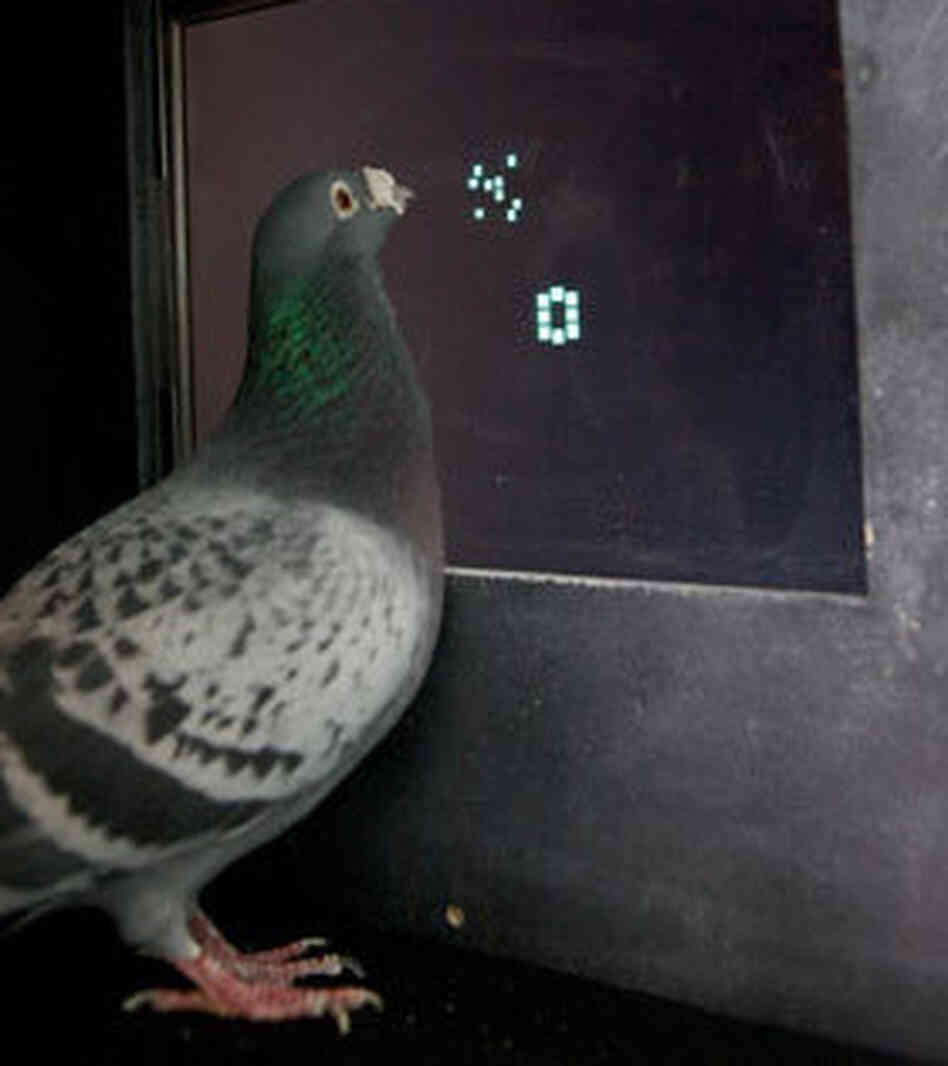 A pigeon counting. A pigeon counting.