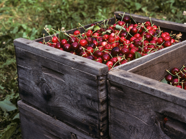 The Washington State Fruit Commission received $100,000 in federal money to promote cherries in Indonesia, but Sen. Tom Coburn says this is a waste of taxpayer money.