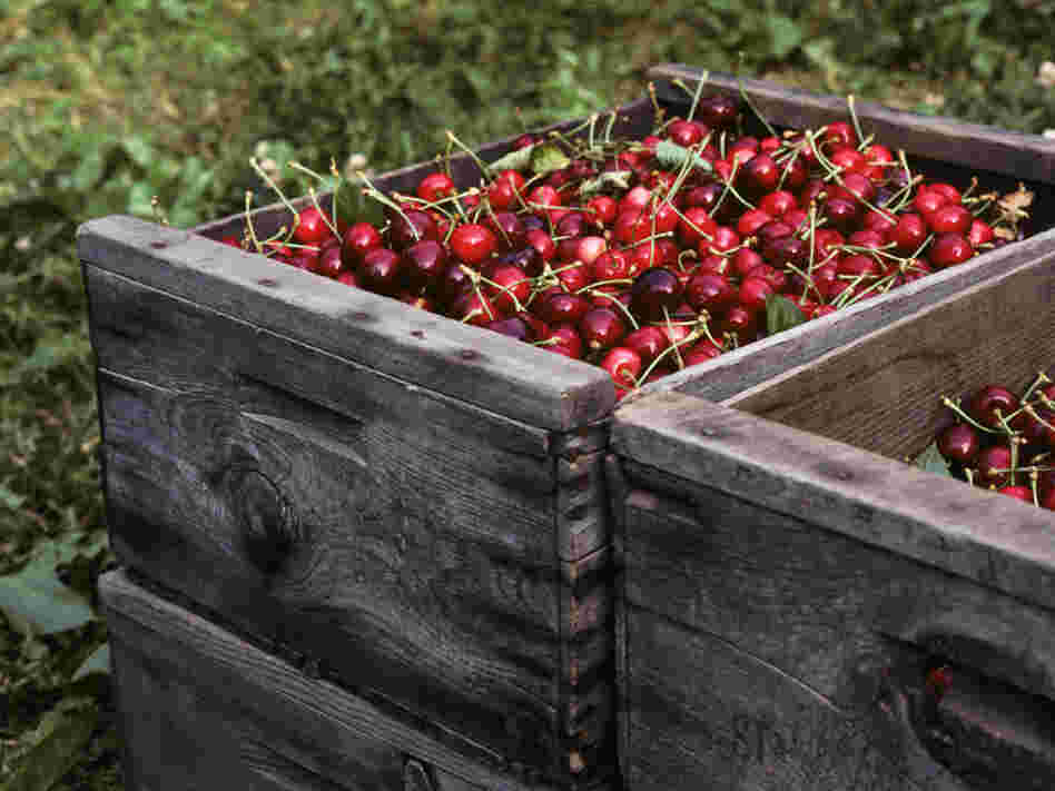 The Washington State Fruit Commission received $100,000 in federal money to promote cherries in Indonesia, but Sen. Tom Coburn says this is a waste of taxpayer money.