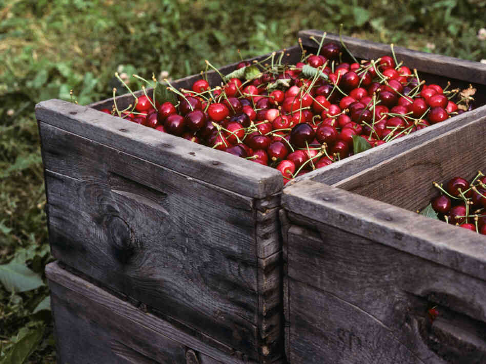 The Washington State Fruit Commission received $100,000 in federal money to promote cherries in Indonesia, but Sen. Tom Coburn says this is a waste of taxpayer money.