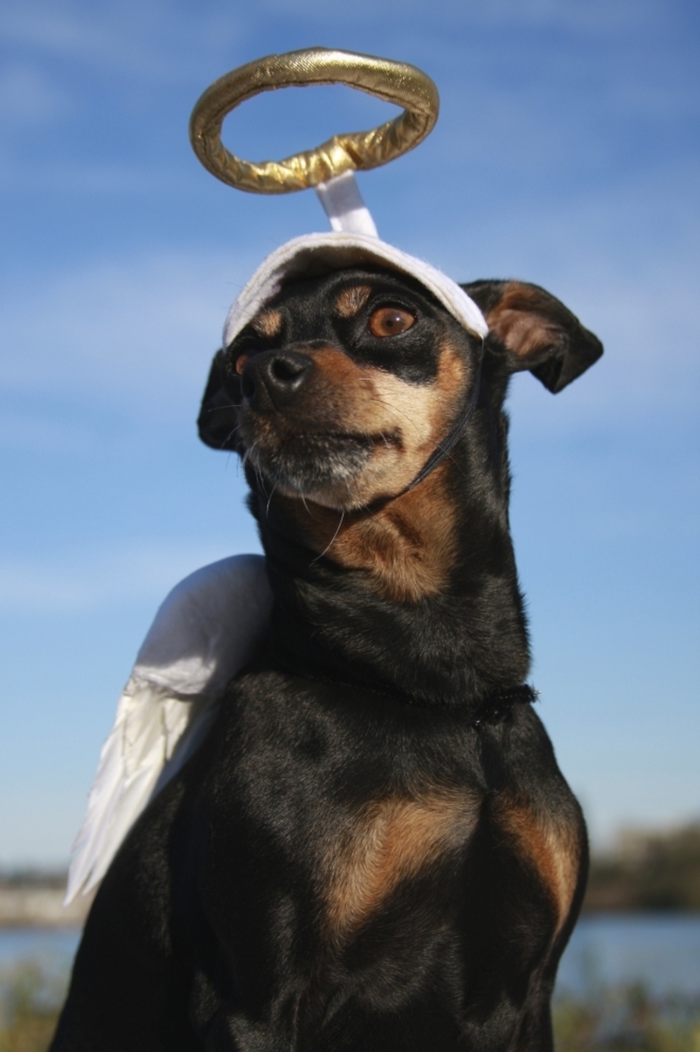 A miniature pinscher with a halo and wings.