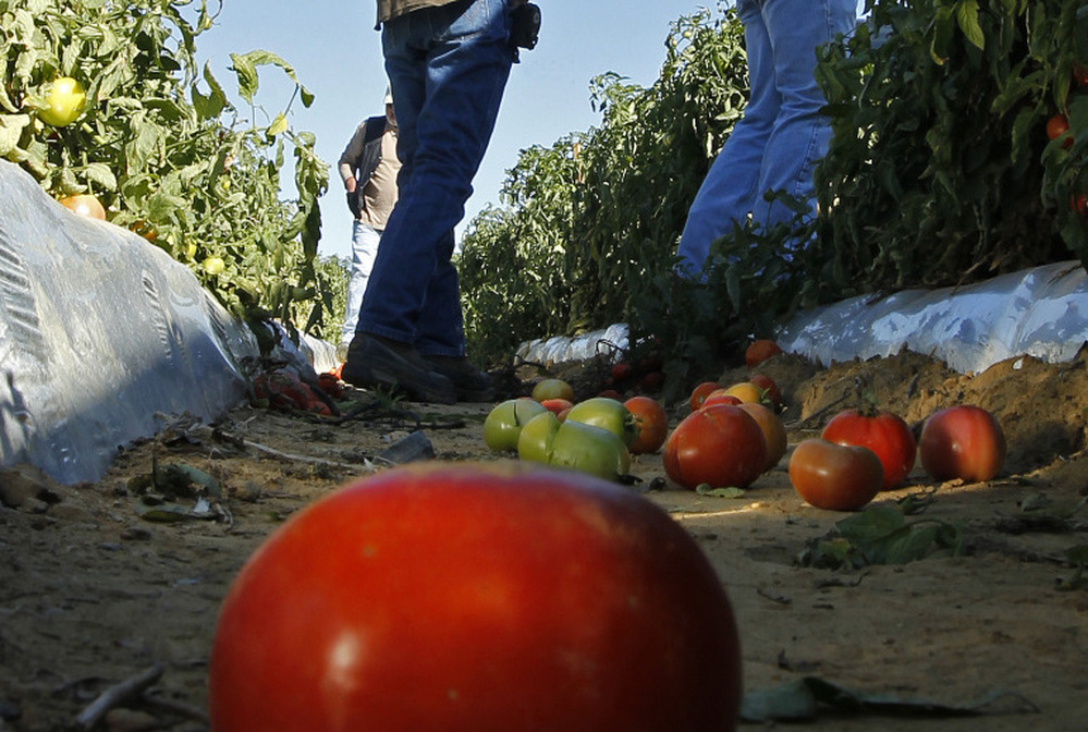 Tomato farmers look over their fields in October, before harvest. Now, as the planting season nears for next year's crop, some farmers are worried they won't have enough workers due to Alabama's tough immigration law passed earlier in the year.