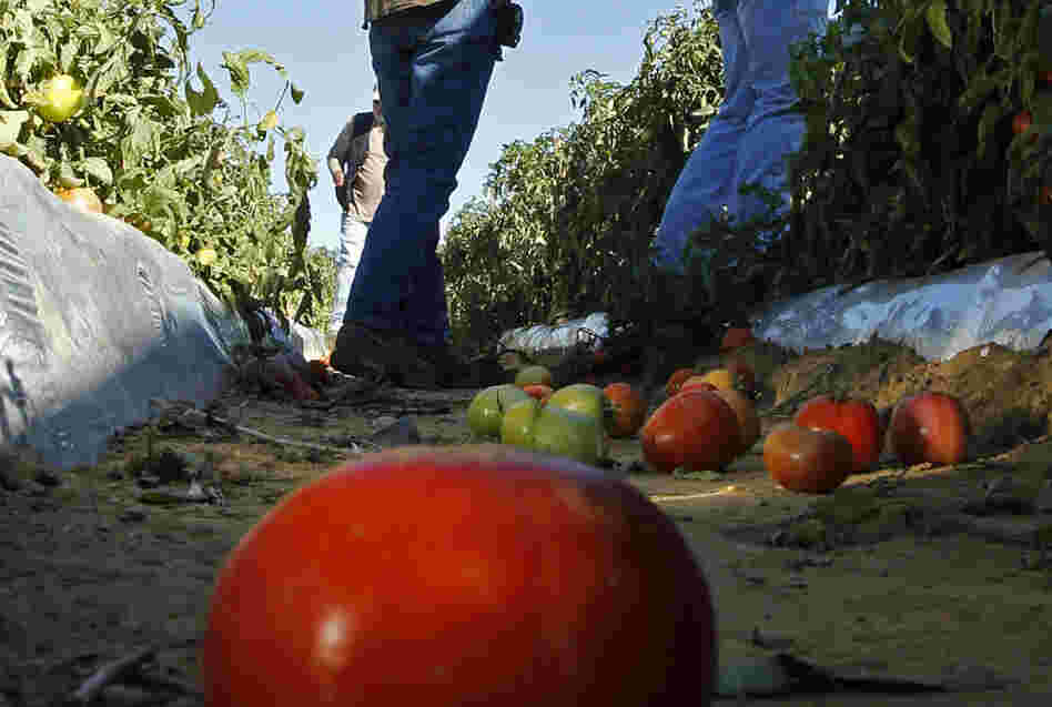 Tomato farmers look over their fields in October, before harvest. Now, as the planting season nears for next year's crop, some farmers are worried they won't have enough workers due to Alabama's tough immigration law passed earlier in the year.