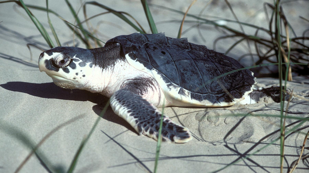 A Kemp's ridley sea turtle like this one traveled 4,600 miles across the Atlantic ocean in 2008. After being rehabilitated in Portugal, it is being reintroduced into its native Gulf of Mexico waters on Tuesday. A Kemp's ridley sea turtle like this one traveled 4,600 miles across the Atlantic ocean in 2008. After being rehabilitated in Portugal, it is being reintroduced into its native Gulf of Mexico waters on Tuesday.