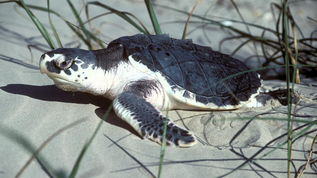 A Kemp's ridley sea turtle like this one traveled 4,600 miles across the Atlantic ocean in 2008. After being rehabilitated in Portugal, it is being reintroduced into its native Gulf of Mexico waters on Tuesday.