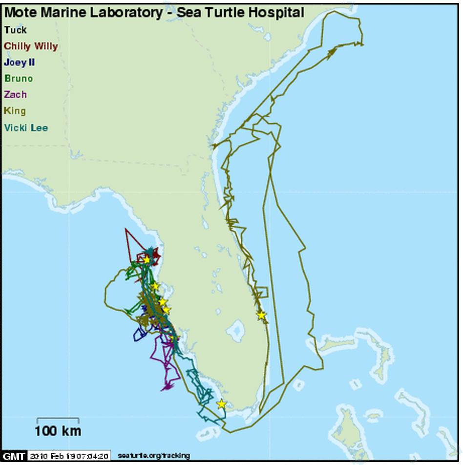 seaturtle.org Satellite Turtle Tracking