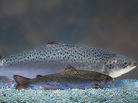 AquaBounty's genetically modified salmon is seen swimming behind a much smaller wild Atlantic salmon of the same age. AquaBounty has been trying to get government approval to sell its salmon for more than a decade. AquaBounty's genetically modified salmon is seen swimming behind a much smaller wild Atlantic salmon of the same age. AquaBounty has been trying to get government approval to sell its salmon for more than a decade.