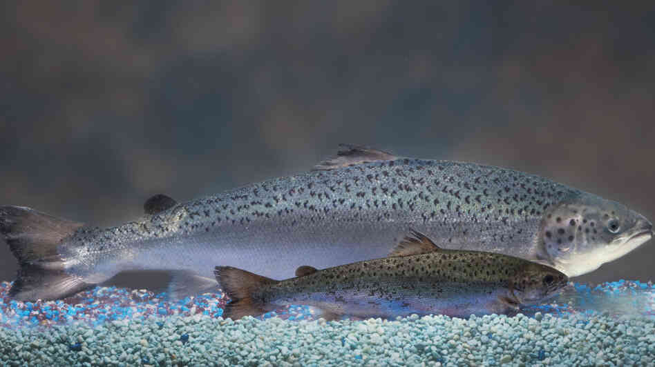 AquaBounty's genetically modified salmon is seen swimming behind a much smaller wild Atlantic salmon of the same age. AquaBounty has been trying to get government approval to sell its salmon for more than a decade. AquaBounty's genetically modified salmon is seen swimming behind a much smaller wild Atlantic salmon of the same age. AquaBounty has been trying to get government approval to sell its salmon for more than a decade.