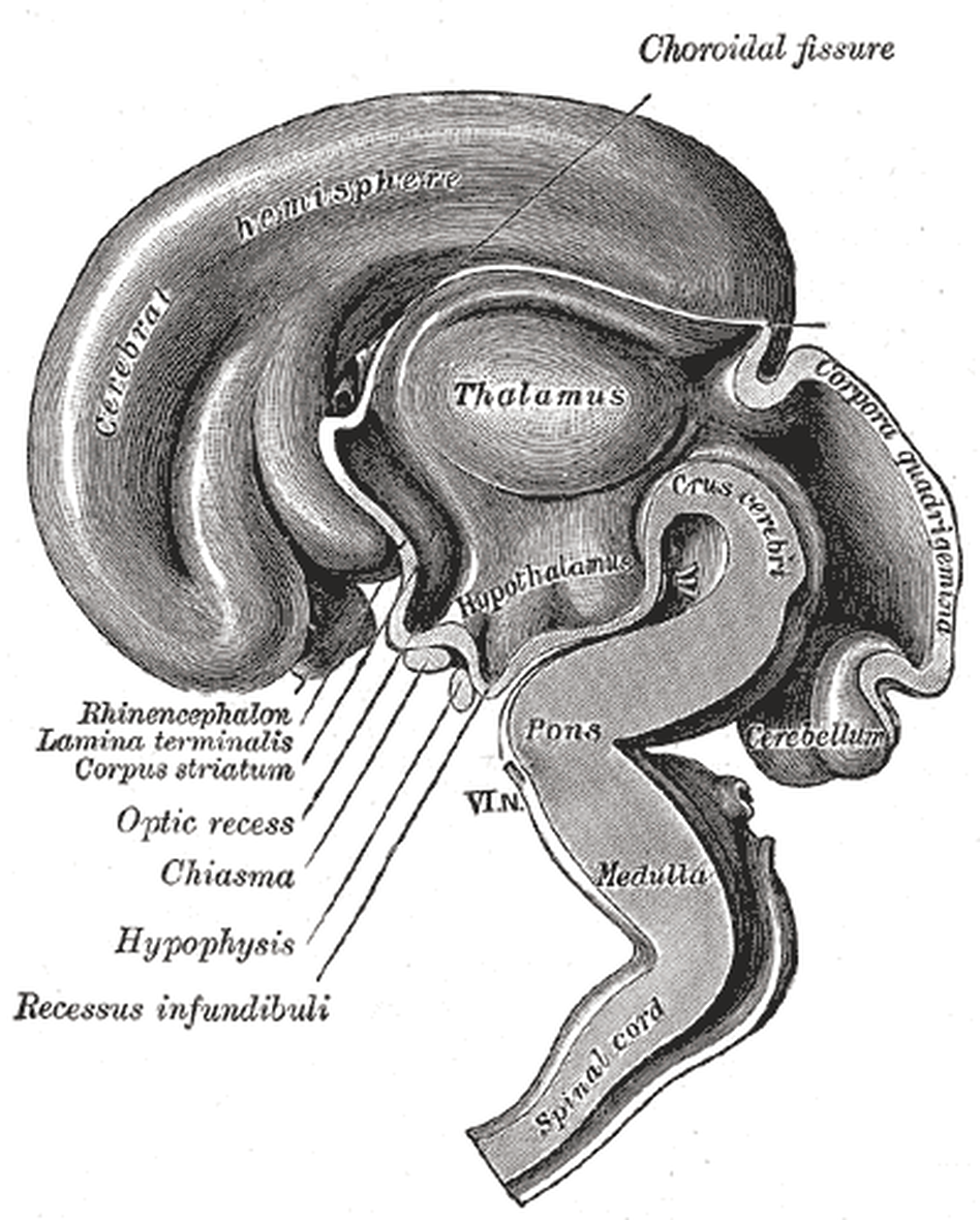 A fatty diet may trigger inflammation of the hypothalamus, deep inside the brain, and hinder weight loss. A fatty diet may trigger inflammation of the hypothalamus, deep inside the brain, and hinder weight loss.