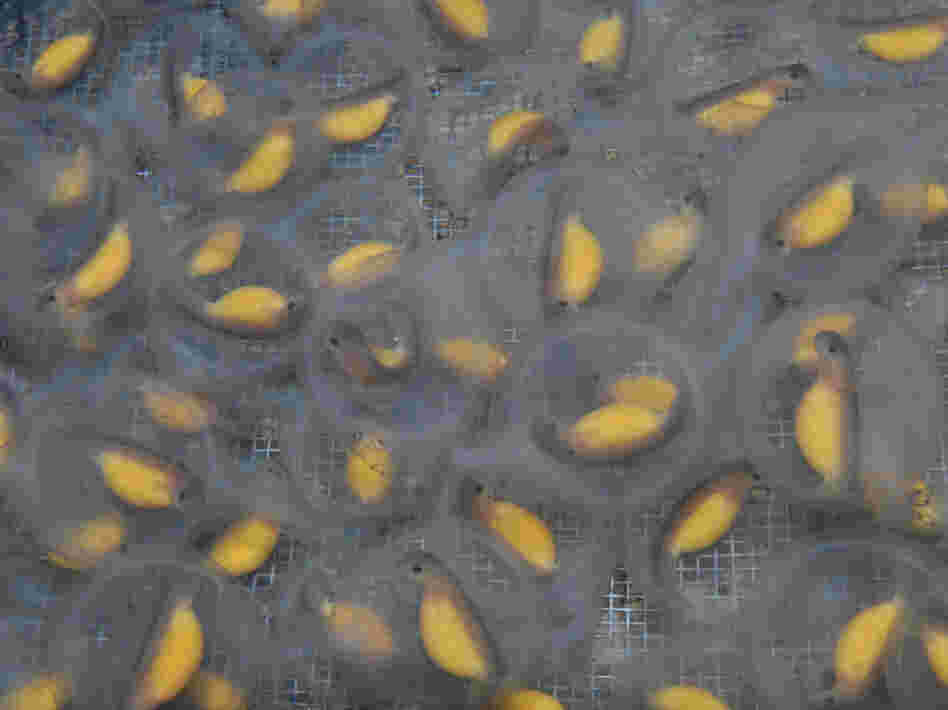Ozark hellbender embryos developing in their eggs at the Saint Louis Zoo.