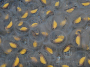 Ozark hellbender embryos developing in their eggs at the Saint Louis Zoo. Ozark hellbender embryos developing in their eggs at the Saint Louis Zoo.