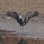The surprise visitor: An Asian hooded crane that has shown up at the Hiwassee Refuge in Tennessee. The surprise visitor: An Asian hooded crane that has shown up at the Hiwassee Refuge in Tennessee.