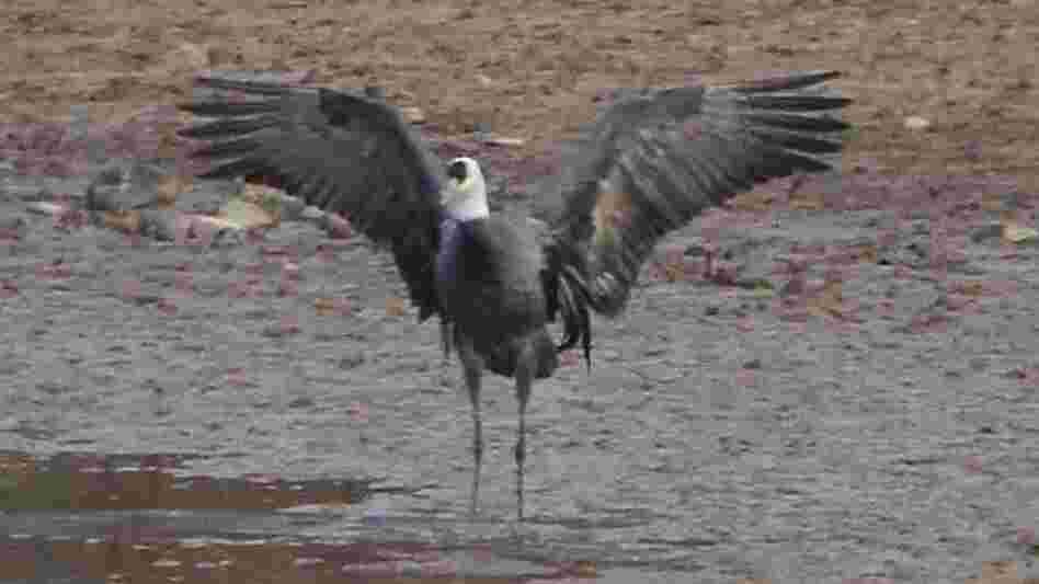 The surprise visitor: An Asian hooded crane that has shown up at the Hiwassee Refuge in Tennessee.