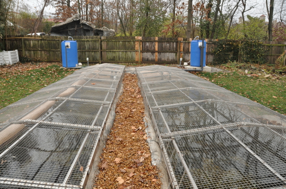 Two outdoor raceways, or artificial streams, are home to 16 adult Ozark hellbenders at the Saint Louis Zoo. The screens keep the hellbenders in –- and unwanted predators like raccoons out. Two outdoor raceways, or artificial streams, are home to 16 adult Ozark hellbenders at the Saint Louis Zoo. The screens keep the hellbenders in –- and unwanted predators like raccoons out.