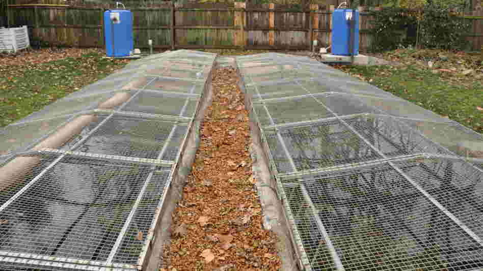Two outdoor raceways, or artificial streams, are home to 16 adult Ozark hellbenders at the Saint Louis Zoo. The screens keep the hellbenders in –- and unwanted predators like raccoons out.
