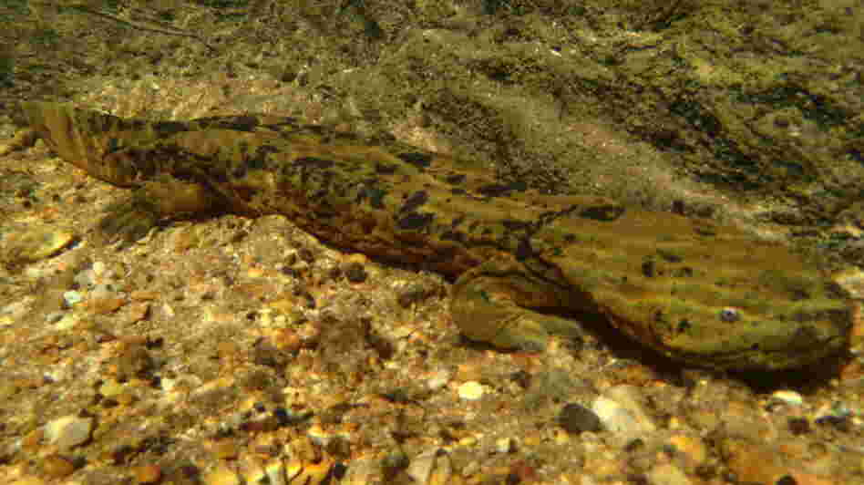An adult Ozark hellbender is typically brown or green with black markings that help it blend in with its rocky river-bottom habitat. An adult Ozark hellbender is typically brown or green with black markings that help it blend in with its rocky river-bottom habitat.