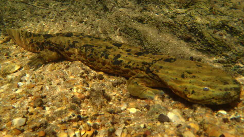 An adult Ozark hellbender is typically brown or green with black markings that help it blend in with its rocky river-bottom habitat. An adult Ozark hellbender is typically brown or green with black markings that help it blend in with its rocky river-bottom habitat.