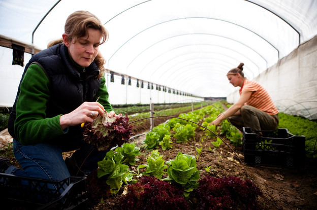  Georgia O'Neal harvests winter greens at the Tree and Leaf Farm in Unionville, Va., on March 16, 2011.