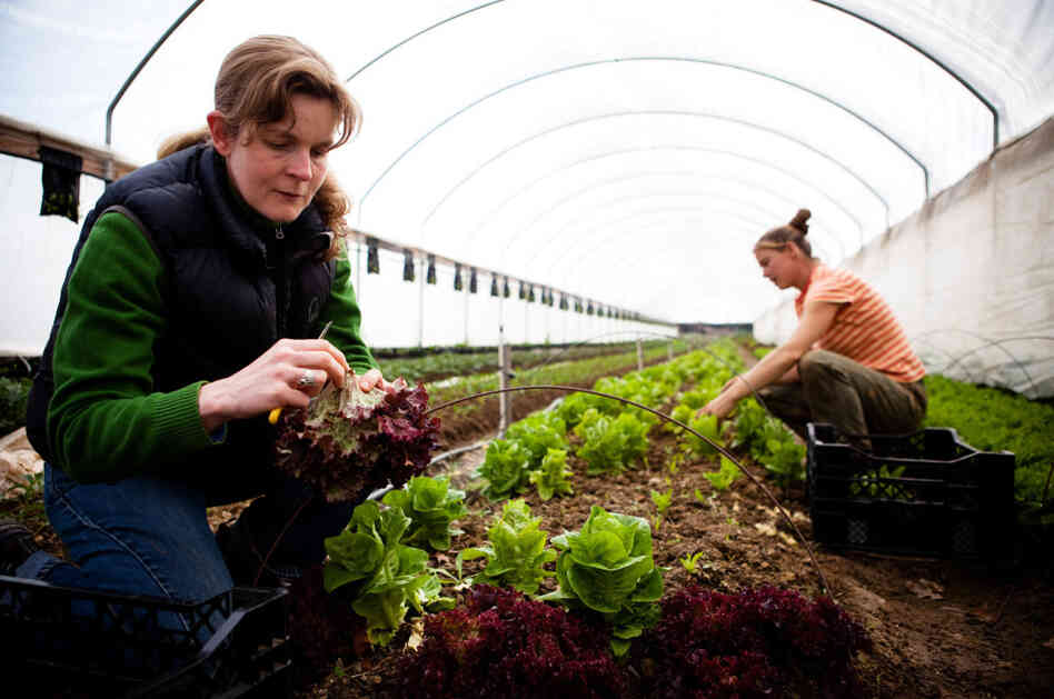  Georgia O'Neal harvests winter greens at the Tree and Leaf Farm in Unionville, Va., on March 16, 2011.