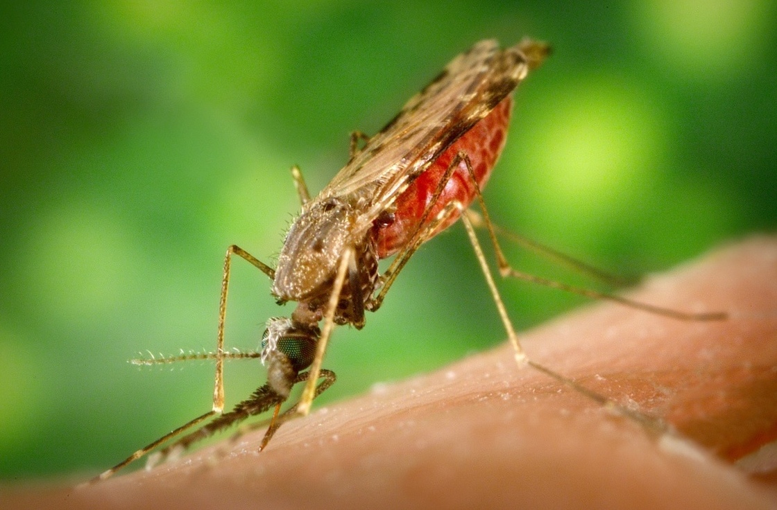 An Anopheles albimanus mosquito, which is an important vector for malaria transmission in Central America.