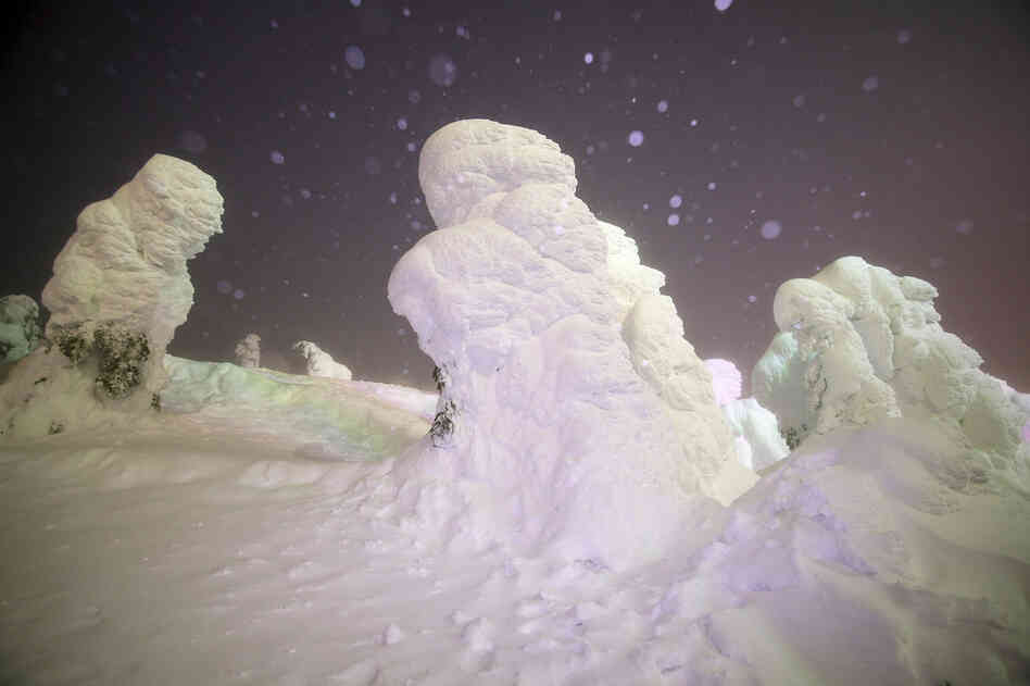 Coniferous trees such as the Aomori white fir lie covered with crystallized ice and snow — described as "silver frost" or "snow monsters" at Zao Ski Resort, one of Japan's oldest and most popular ski destinations. 