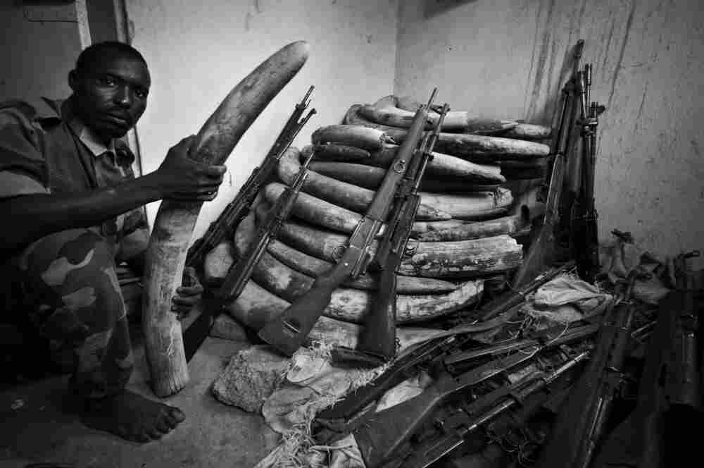 A storage area for confiscated ivory at Zakouma National Park, in 2006. A storage area for confiscated ivory at Zakouma National Park, in 2006.