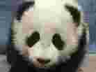 16-week-old giant panda cub, Hua Mei, at the San Diego Zoo. 