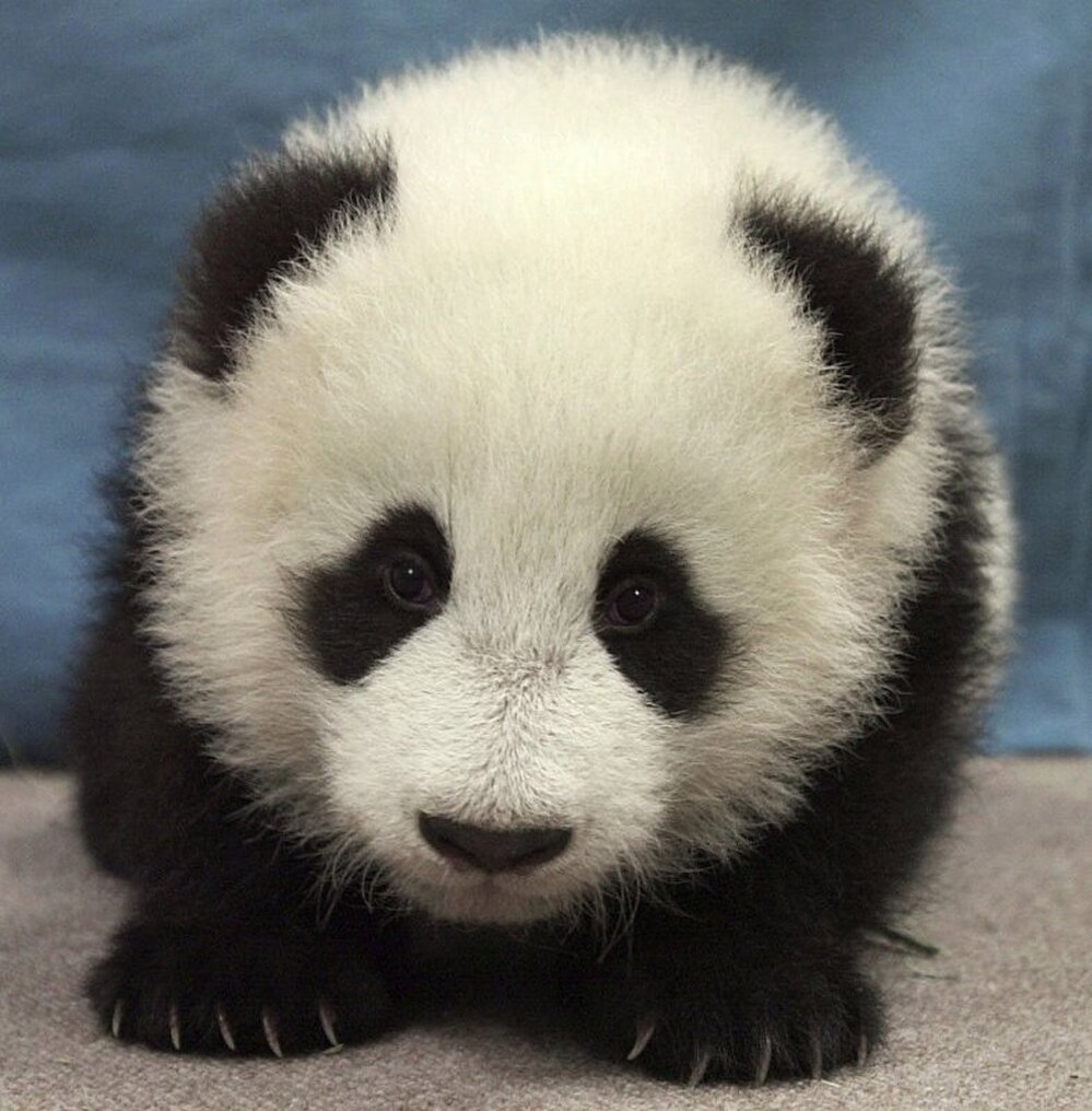 16-week-old giant panda cub, Hua Mei, at the San Diego Zoo. 