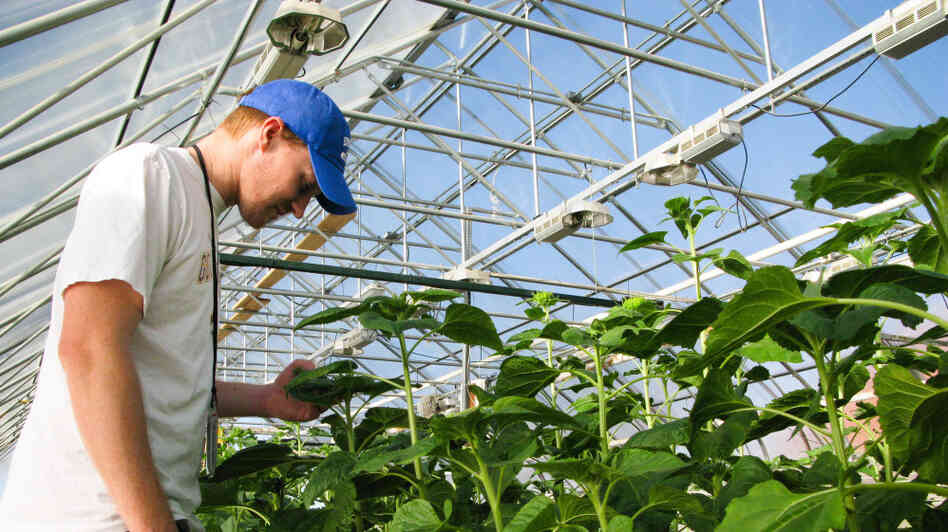 Brent Hulke, USDA's sunflower breeder, inspects his flowers in Fargo, ND. Brent Hulke, USDA's sunflower breeder, inspects his flowers in Fargo, ND.