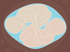 A pair of twins in utero. A pair of twins in utero.