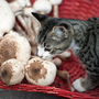 High-protein foods have umami flavor. Mushrooms do, too. That has protein-hungry cats confused.