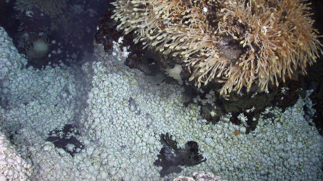 "The yeti crabs were literally in heaps around the hydrothermal vents — in densities in up to 600 per square meter — and all jostling and writhing around to get the best position in the hydrothermal fluid flow," says University of Oxford biologist Alex Rogers. 