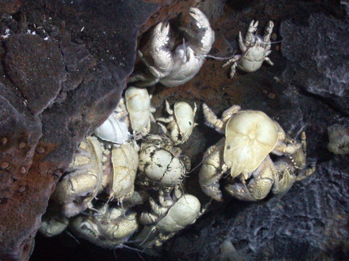 Researchers say the yeti crabs they captured are a new species. 
