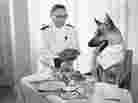 By the 1950s, Rin Tin Tin was played by three dogs, who often traveled around the country making public appearances. In this undated photo, one Rin Tin Tin enjoys a luxury dinner in his Chicago hotel suite.