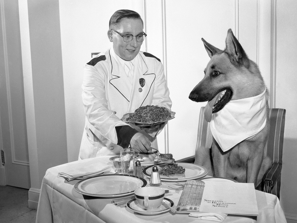By the 1950s, Rin Tin Tin was played by three dogs, who often traveled around the country making public appearances. In this undated photo, one Rin Tin Tin enjoys a luxury dinner in his Chicago hotel suite.