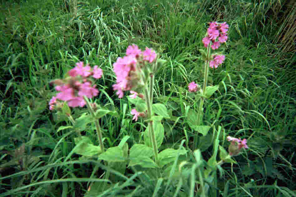 Camera 97: Left in Lyme Regis, England, by Graham K., this camera travelled north to Yorkshire and finished up at RSPB Bempton Cliffs Nature Reserve, being returned by Daphne P.
