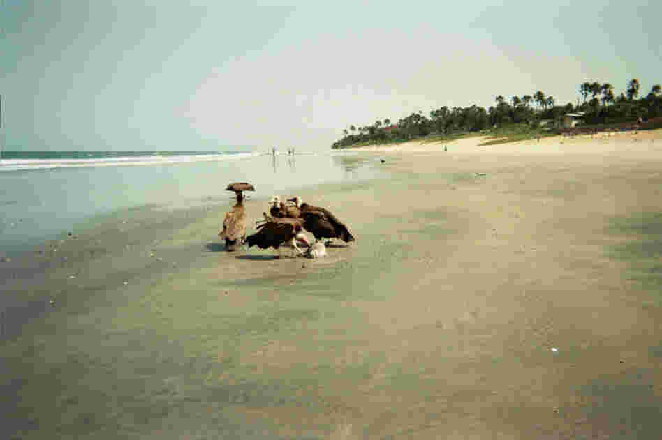 Camera 308 : Released in Cornwall, England by Linda G. Returned on Nov 30th, 2010 by Linda G. from Fajara, Gambia.
