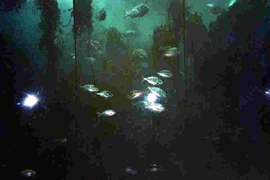 Camera 134: Created by Kolla R. in London, and then travelled on to South Africa