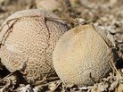 Melons were left to rot in the field at Jensen Farms after it was identified as the source of a fatal listeria outbreak. Melons were left to rot in the field at Jensen Farms after it was identified as the source of a fatal listeria outbreak.